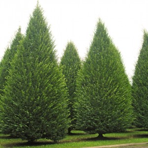 Саженец граба Европейского ( от 15 см)