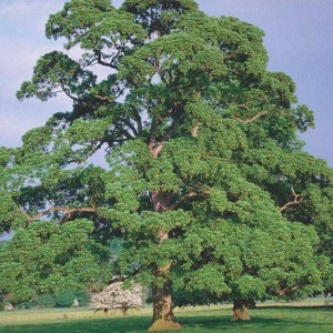 Саженец клёна Явор (100-150 см)