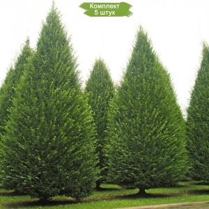 Сеянцы граба Европейского ( 10-15 см) -  комплект 5 шт.