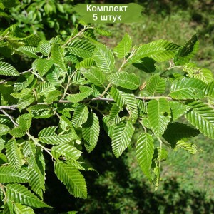 Саженцы граба Сердцелистного ( от 15 см) - комплект 5 шт -  комплект 5 шт.