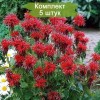 Cаженцы монарды гибридной Cambridge Scarlet (Кембридж Скарлет )  -  комплект 5 шт.