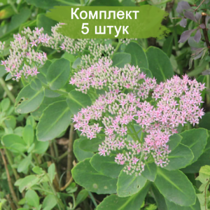 Саженцы очитка Красноточечного -  комплект 5 шт.