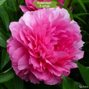 Саженцы пиона Edwin C. Bills (Эдвин Ц. Билз ) -  комплект 5 шт.