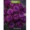 Саженцы чайно-гибридной розы Блуберри (Blueberry) -  комплект 5 шт.