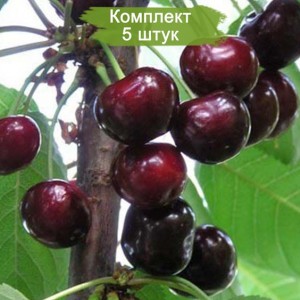 Саженцы Вишни Чернокорка Средняя -  комплект 5 шт.