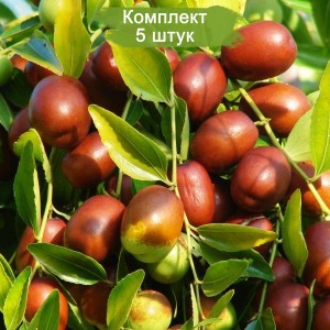 Саженцы зизифуса (Унаби) Вахшский -  комплект 5 шт.