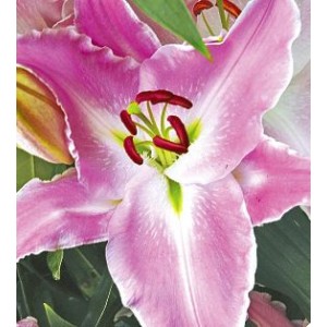 Луковица лилии Белградо (Belgrado)