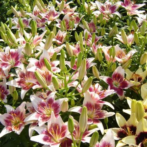 Луковица лилии Strawberry and Cream (Земляника и Крем ) AZ