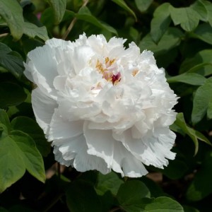 Саженец пиона древовидного Фрагранд Джед (Fragrant Jade)