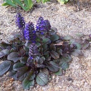 Саженец Живучки