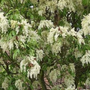 Саженец ясеня Белого (100-150 см)