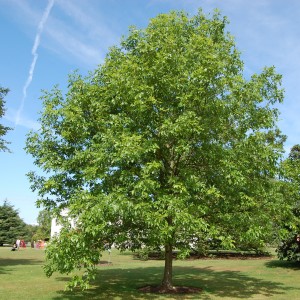 Саженец ясеня Пенсильванского (60-100 см)