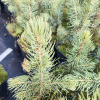 Комплект 5 шт / Ель черная до 20 см