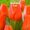 Комплект 5шт / Тюльпан Оранж Шерпа