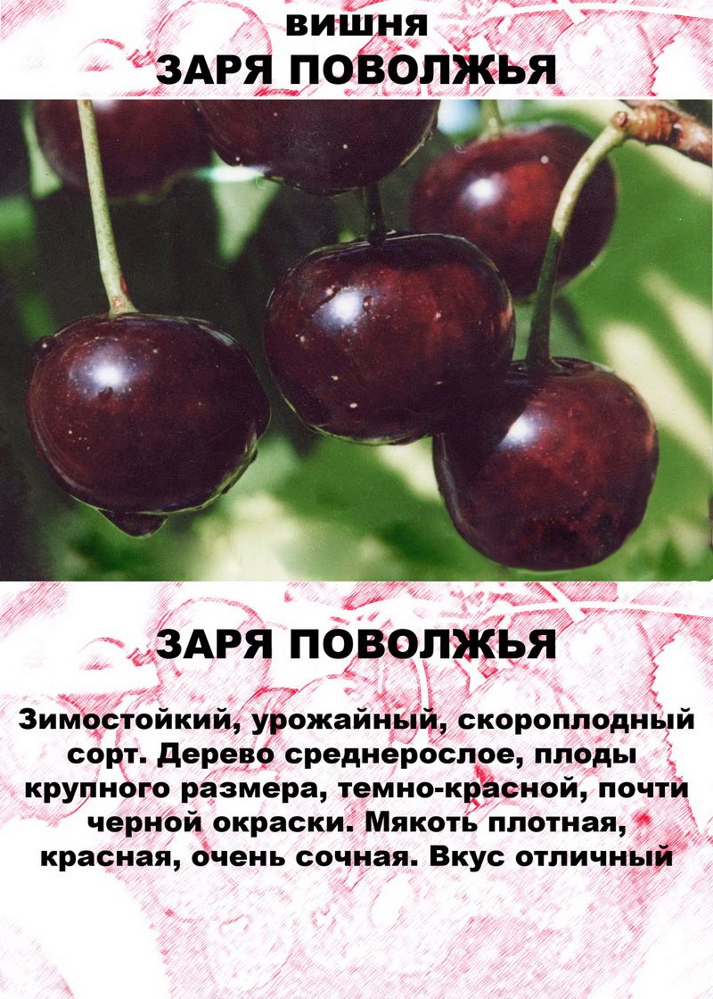 Сорт вишни спартанка фото и описание
