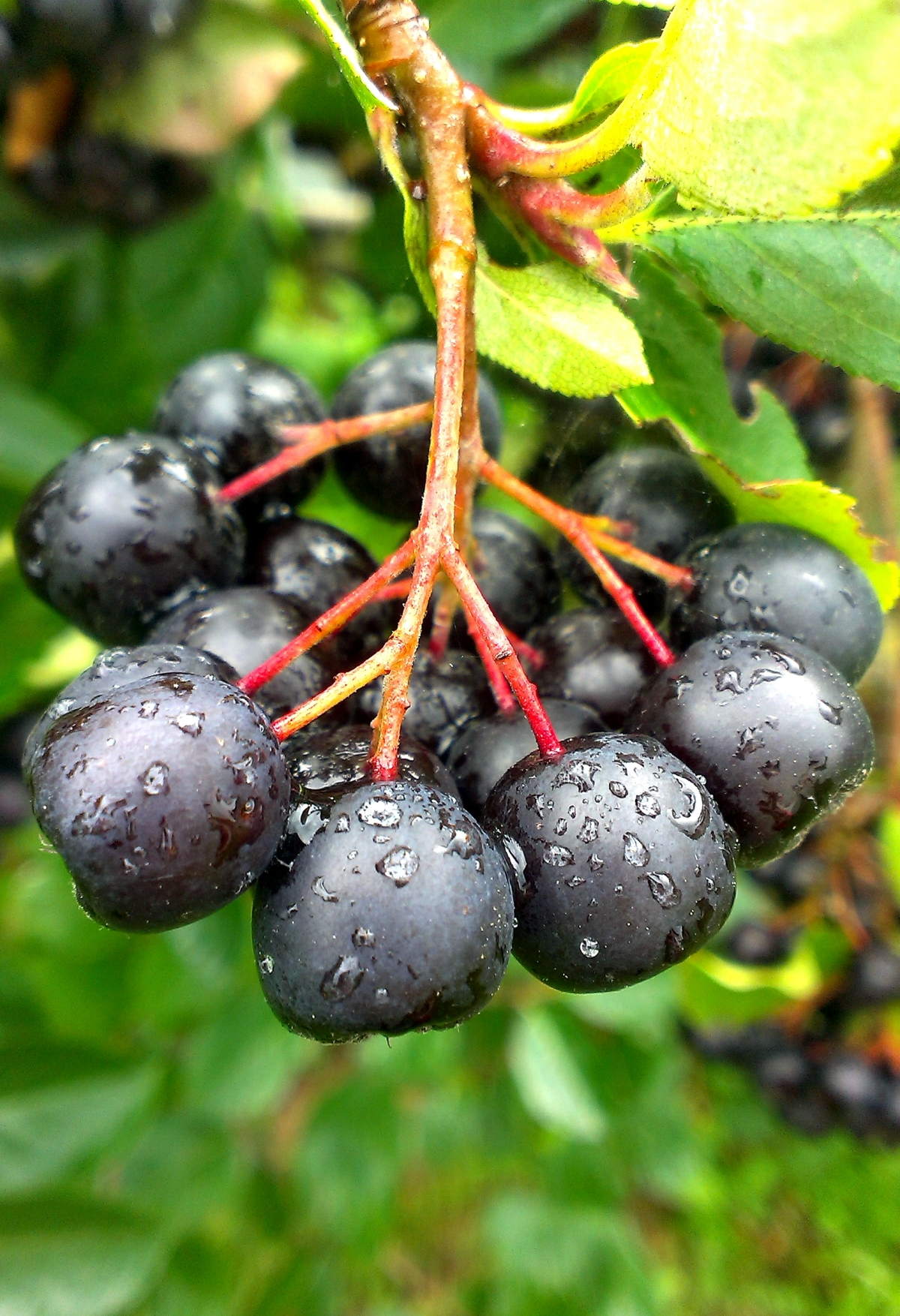 Рябина черноплодная (Aronia melanocarpa)